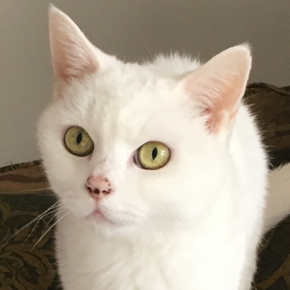 碓氷シモン